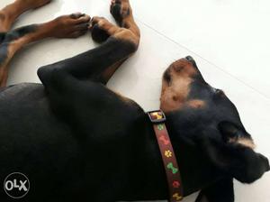 3 months old Doberman pinscher pure breed,I can