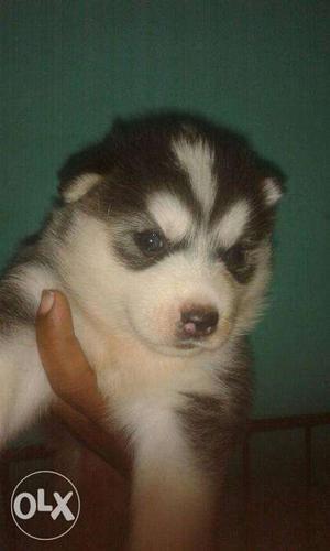 30 days Siberian husky Black and white with blue