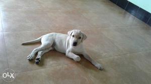 4 months old male labrador