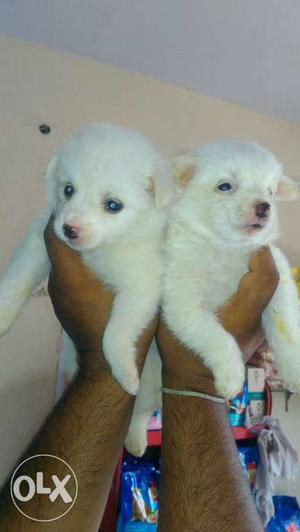 40days old Pomeranian puppies for sale