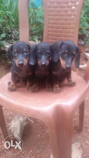 40days old dachshund Male and female puppy for