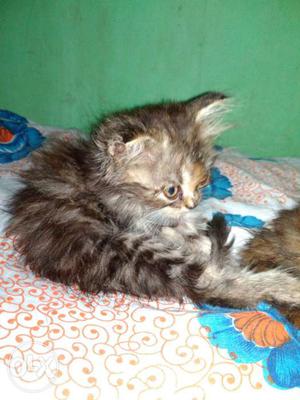 45 ddays female persian cat