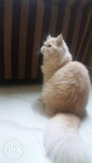 6 month old dawn Persian kitten potty trained and