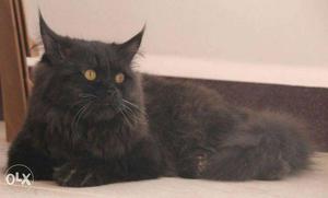 7 months old, Male Black Persian Cat to sell