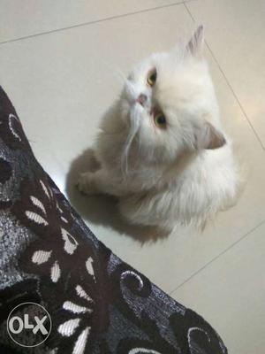 9month Persian cat male with yellow eyes
