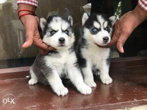 All types off Syberian huskey Availabel here V&M