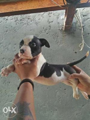 American bully female or male pups availbale.