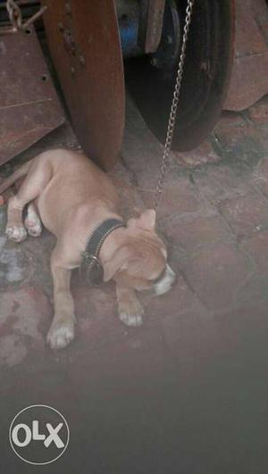 American bully mAle dog for sell or exchnge with