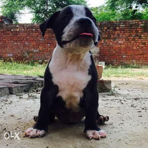 American bully pup for sell