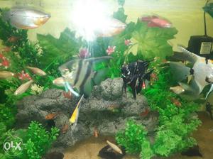 Angel fish only 600rs. pair and so many tetra