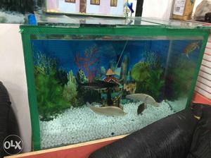 Aquarium with one pair shark fish and pair of