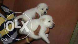 BHILAI:- POMERIAN"DOG PUPPEIS ALL BREED & kitten
