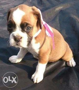 BOXER HEALTHY puppies available