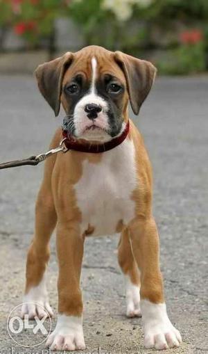 BOXER puppies available on booking best quality
