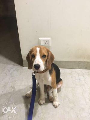 Beagle 6months old male...Pure breed