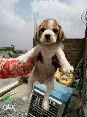 Beagle pup available