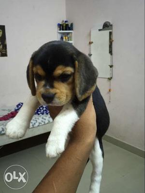 Beagle puppie..45 days old female.. with paper