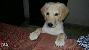 Beautiful Golden retriever, looking for family. 3