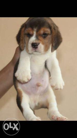 Beautifull beagle male for sale