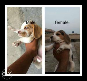 Begal male sale 38 day