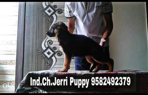 Best And Healthy German Shephard Puppies For Sale