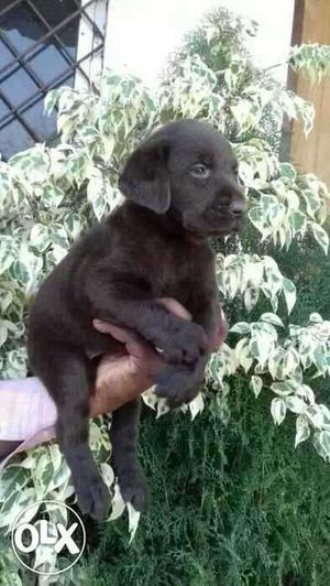 Bhavnagar:- Labrador"dog Puppeis All Breed&cash