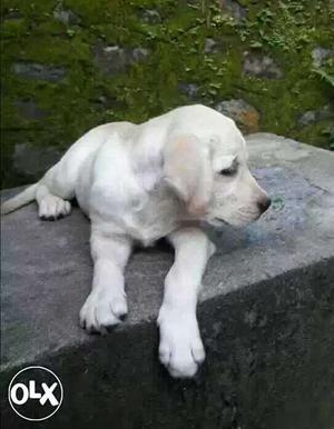 Bhavngar:- Labrador"dog Puppeis All Breed'&cash