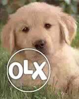 Bilaspur:- Golden Rettiver'dog Puppeis All