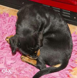 Black And Brown Short-coated Puppy