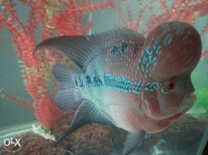 Black And Orange Flowerhorn