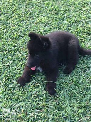 Black German Shepherd female puppy available