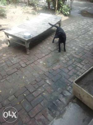 Black Labrador Retriever; Brown Wooden Bed Frame