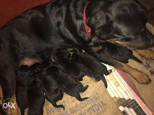 Black Rottweiler Dog With Her Puppies