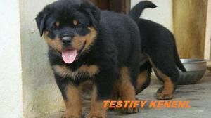 Black Tan Colour Rottweiler Pure Breed Sell in Testify