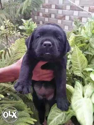 Black and Golden Labrador Puppies available