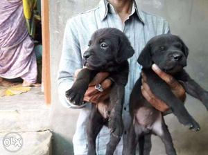 Black and choclate color labrador pupps males  female