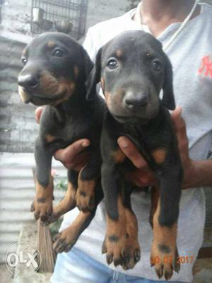 Black colour Doberman pinscher Available male