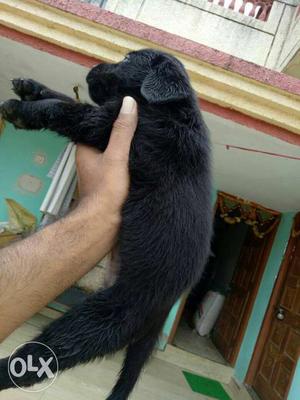Black labradore puppies available male 