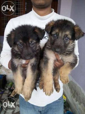 Black n Tan German shepherd pups 36 Days old sale