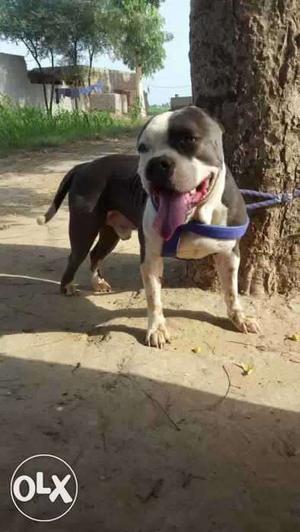 Blue And White American Bully Dog