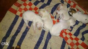 Bobwhite spitz dog puppies