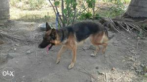 Both Gsd and rot females 1.6 years for sale