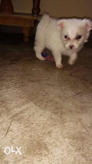 Breed-Pomeranian female 1month old