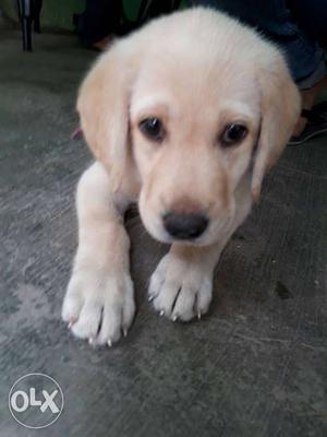 Brown Labrador Retriever Puppy (Female)