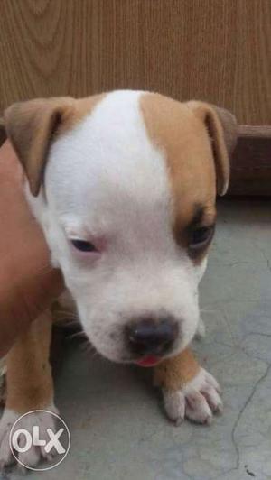 Brown and white male pitbull for sale