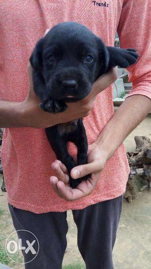 Bst male puppy for home