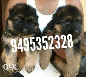 Bush cot German shepherd puppies