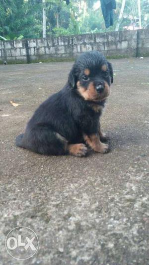 Certificated female rottweiler pappy ph no