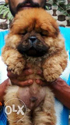 Chinese Chow chow very very cute nd healthy active puppies