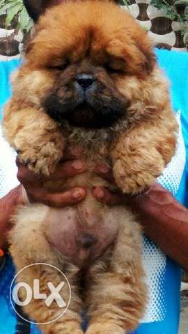 Chinese chow chow cute nd healthy active amazing puppies